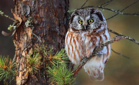 What food does an owl eat