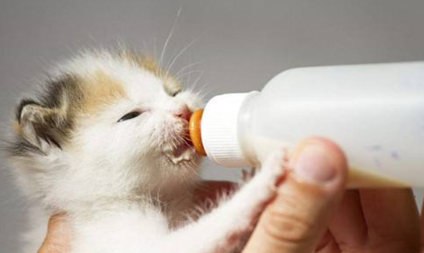 Can a kitten drink milk