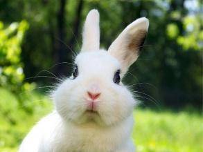 How many times a day are rabbits fed? Eat less, eat more, and mix well