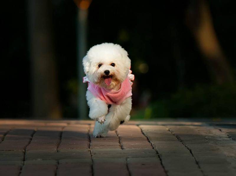 How do black poodles look