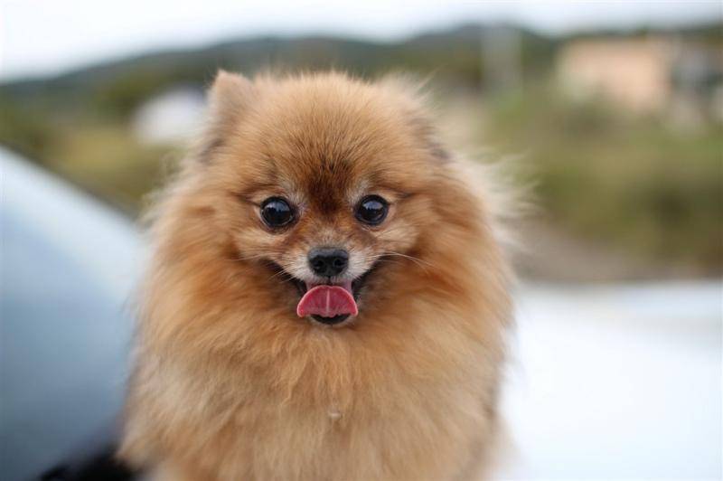 The Pomeranian began to change its coat in a few months