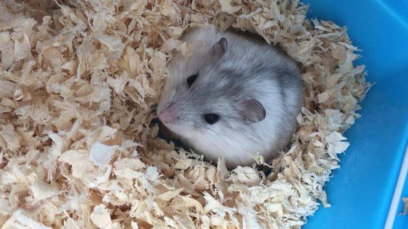 Can hamsters blow the air conditioner? Just grasp the length of time