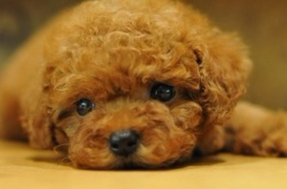 Do Poodles have big eyes? Relatively speaking, this is the case