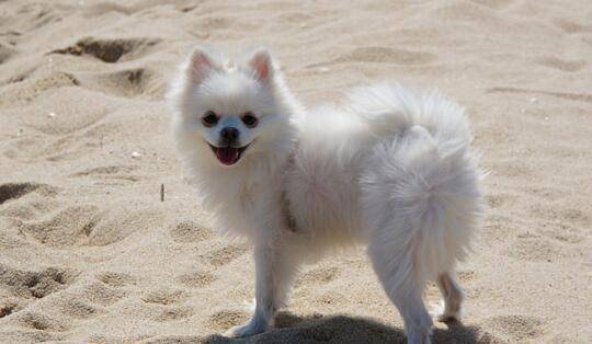 How many months does a Pomeranian begin to change its coat? This is the normal time to start