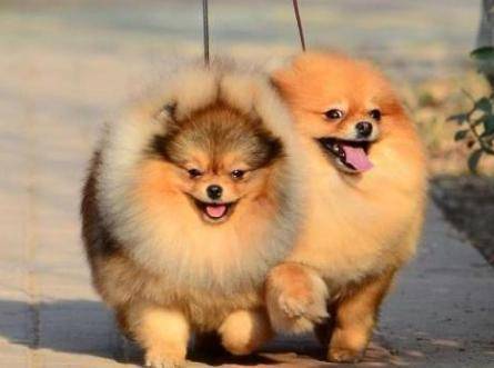 The Pomeranian began to change its coat in a few months