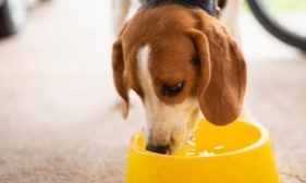 What's the matter with dogs drinking water all the time