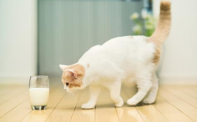 Can a kitten drink milk
