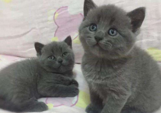 The advantages and disadvantages of English short blue cat are the so-called love house and black cat