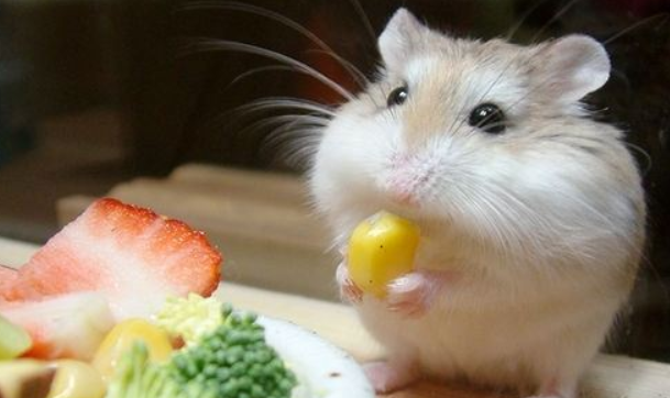 How do hamsters tell pregnancy? Observe these aspects carefully