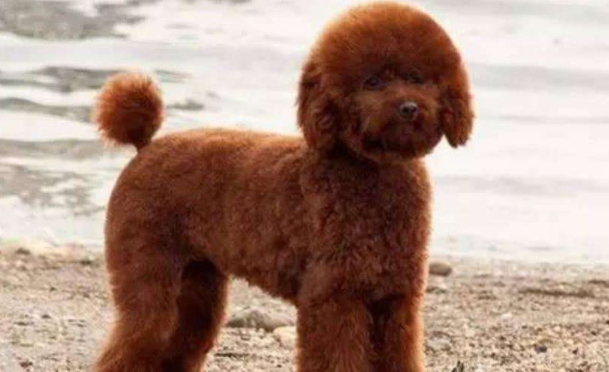 Can a poodle be a hound? You may underestimate it