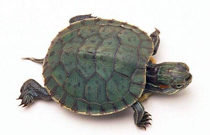 Life span of Brazilian turtle