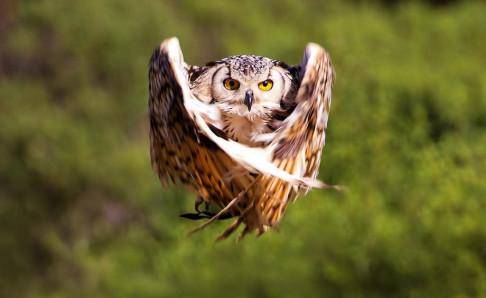 What food does an owl eat