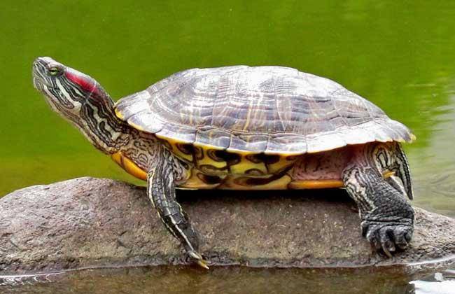 How long does the Brazilian turtle live? Not all turtles are called divine turtles