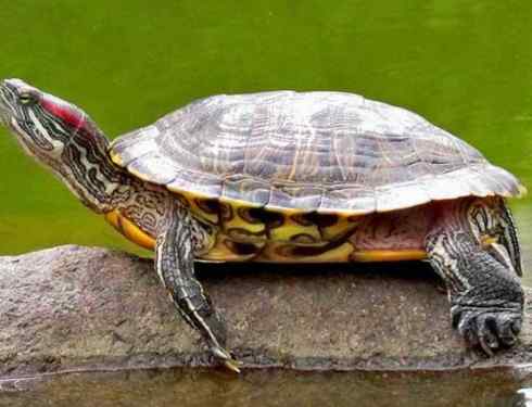 Life span of Brazilian turtle
