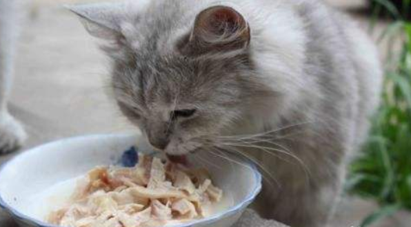 What does a cat eat besides cat food