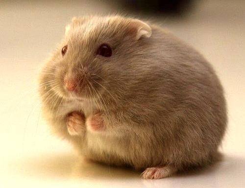 What if the hamster dies? Give it a dignified place to rest