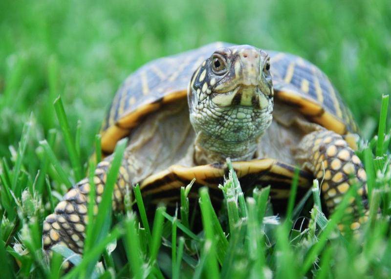 How old will a turtle lay eggs? They all follow the laws of nature