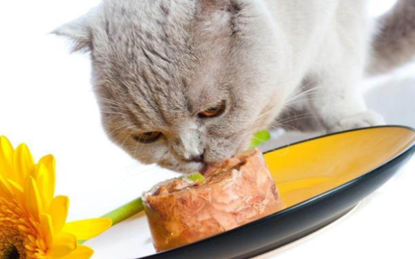 What does a cat eat besides cat food