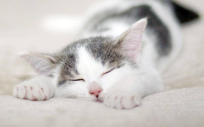 Are cats afraid of heat in summer? After reading, you can increase your knowledge!