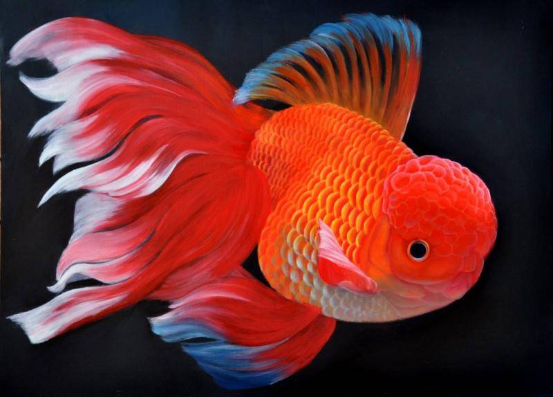 What color can goldfish hatch? If you don’t understand, let’s have a look