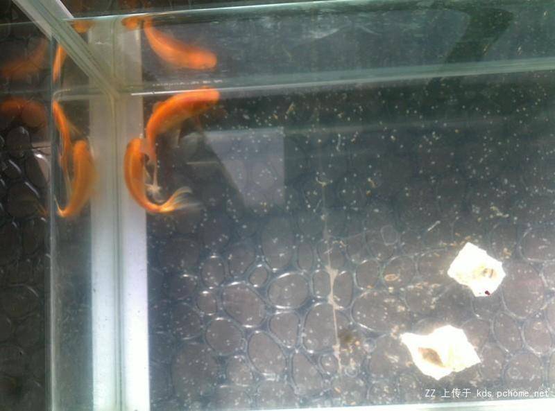 What color can goldfish eggs hatch