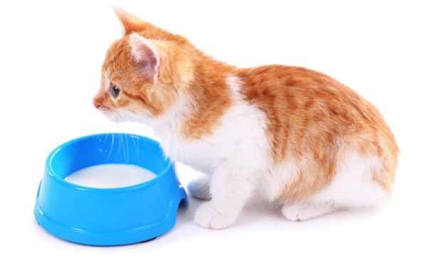 Can a kitten drink milk? These problems need more consideration