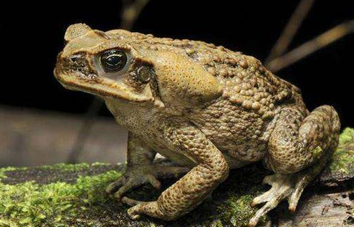 What does a toad eat? Is it really a pest killer