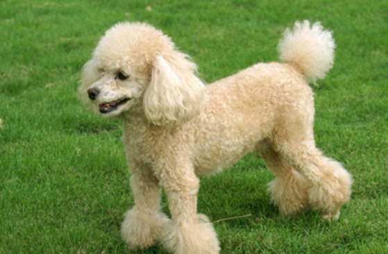 Which is the best color for poodle? This still lies in your love