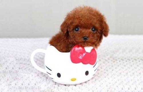 Is the tea cup poodle easy to keep? It takes a lot of thought