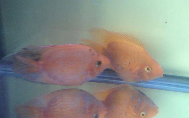 There are black spots on parrot fish. What’s the reason and how to solve it