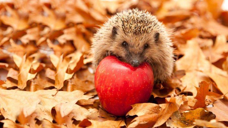 What do hedgehogs eat better? Look at the diet of hedgehogs