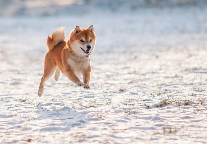 Top 10 Shiba Inu Dog Food in 2022