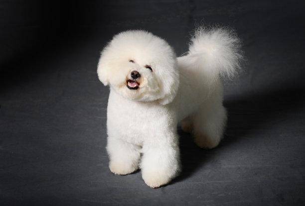 Which is easy to keep, a poodle or a Jingba dog? How do you know without comparison
