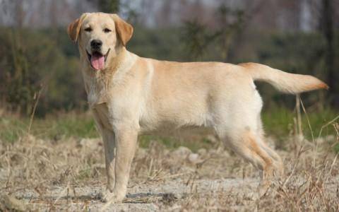 Does Labrador lose hair badly? Rational and objective analysis