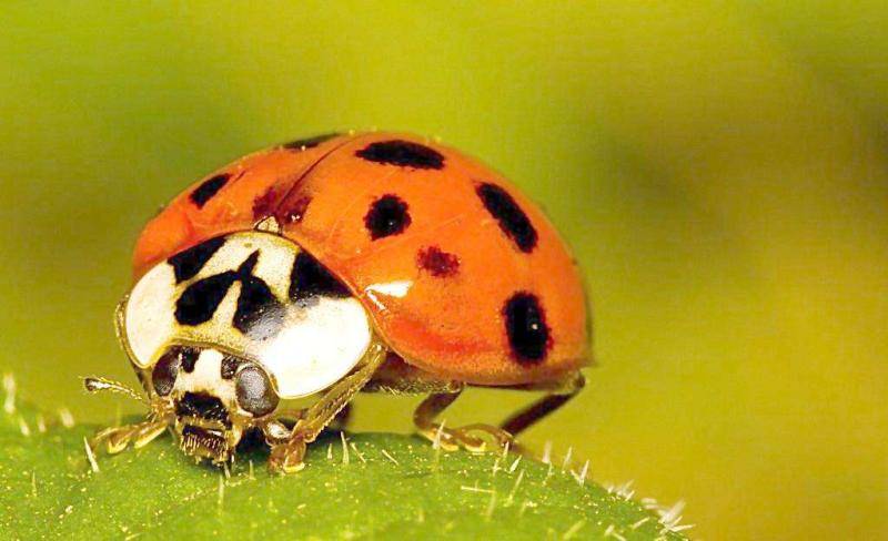 What do ladybugs eat? Crop guards are not picky about food