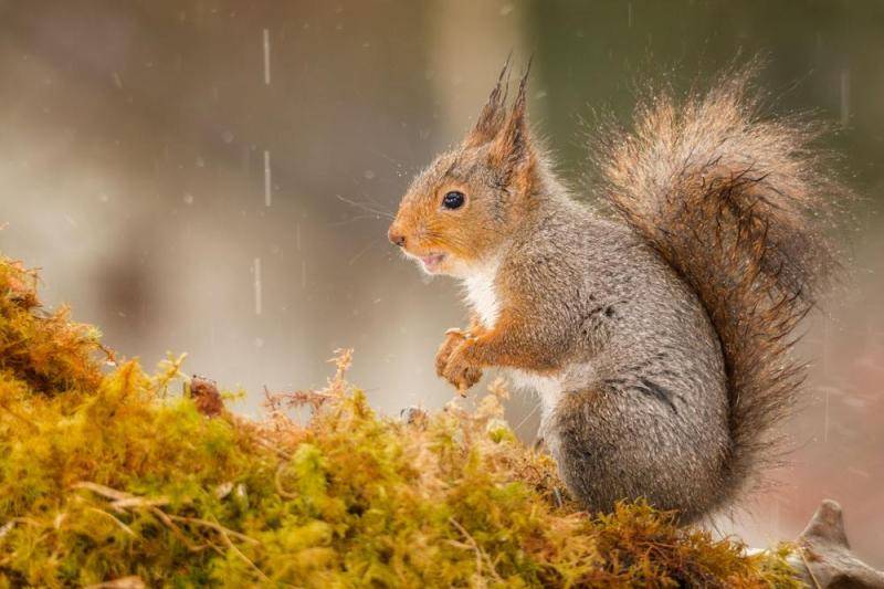 Which kind of pet squirrel is the best to keep? It’s all the same