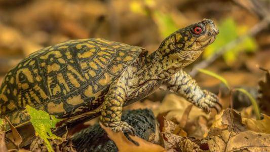 The tortoise’s eyes are white and can’t open. Most of them basically attract your attention