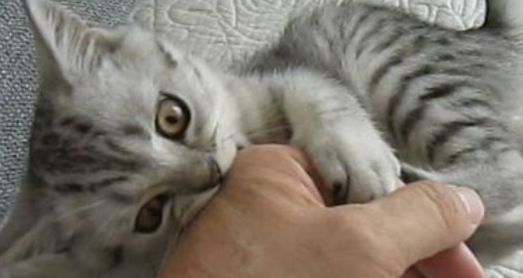 What does a cat bite represent? It means you’re not close enough