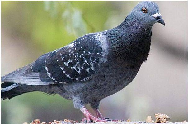 How to raise pigeons? An old hand will teach you some tricks