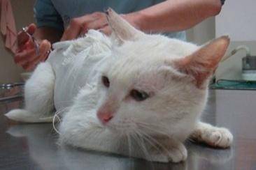Precautions for female cat sterilization should be paid attention to in these aspects