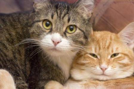 Cat sterilization precautions, these aspects should be taken into account