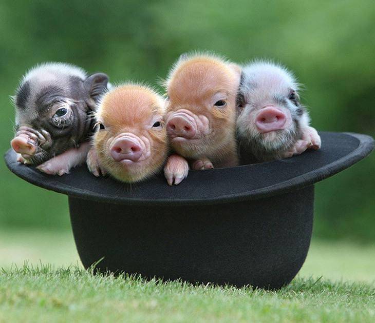 Are pet pigs easy to keep? After reading this article, you should know your choice