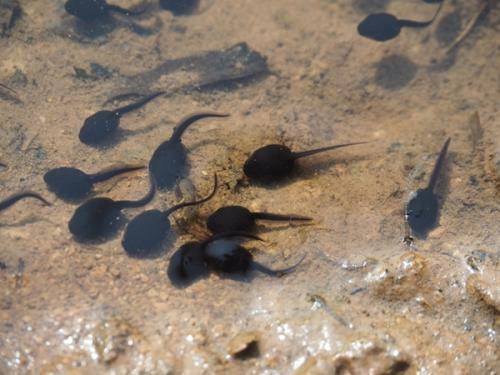 What do tadpoles eat? Look at the tadpole diet