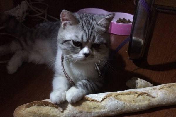 Can cats eat bread? Just pay attention to these points