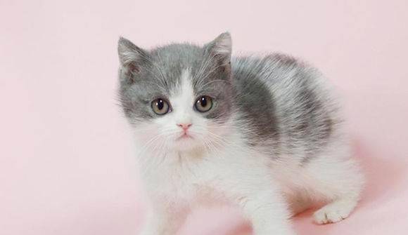The advantages and disadvantages of male cat sterilization should be analyzed rationally