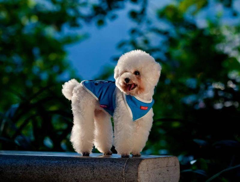 Are poodles afraid of the cold? It depends on how low the temperature is