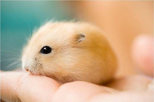 How do hamsters train? Just stick to it
