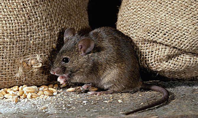 What do mice like to eat? Just stealing snacks