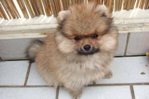 What fruit does a Pomeranian eat best? Choose according to this standard