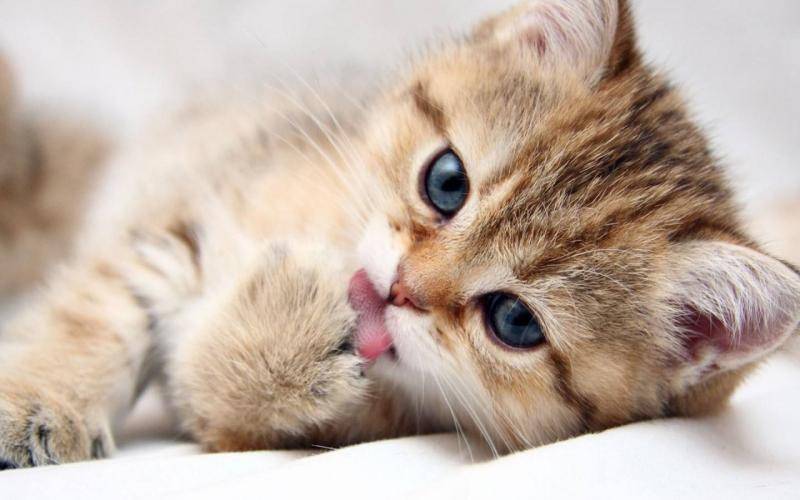 Kittens have cold symptoms, which can be easily identified